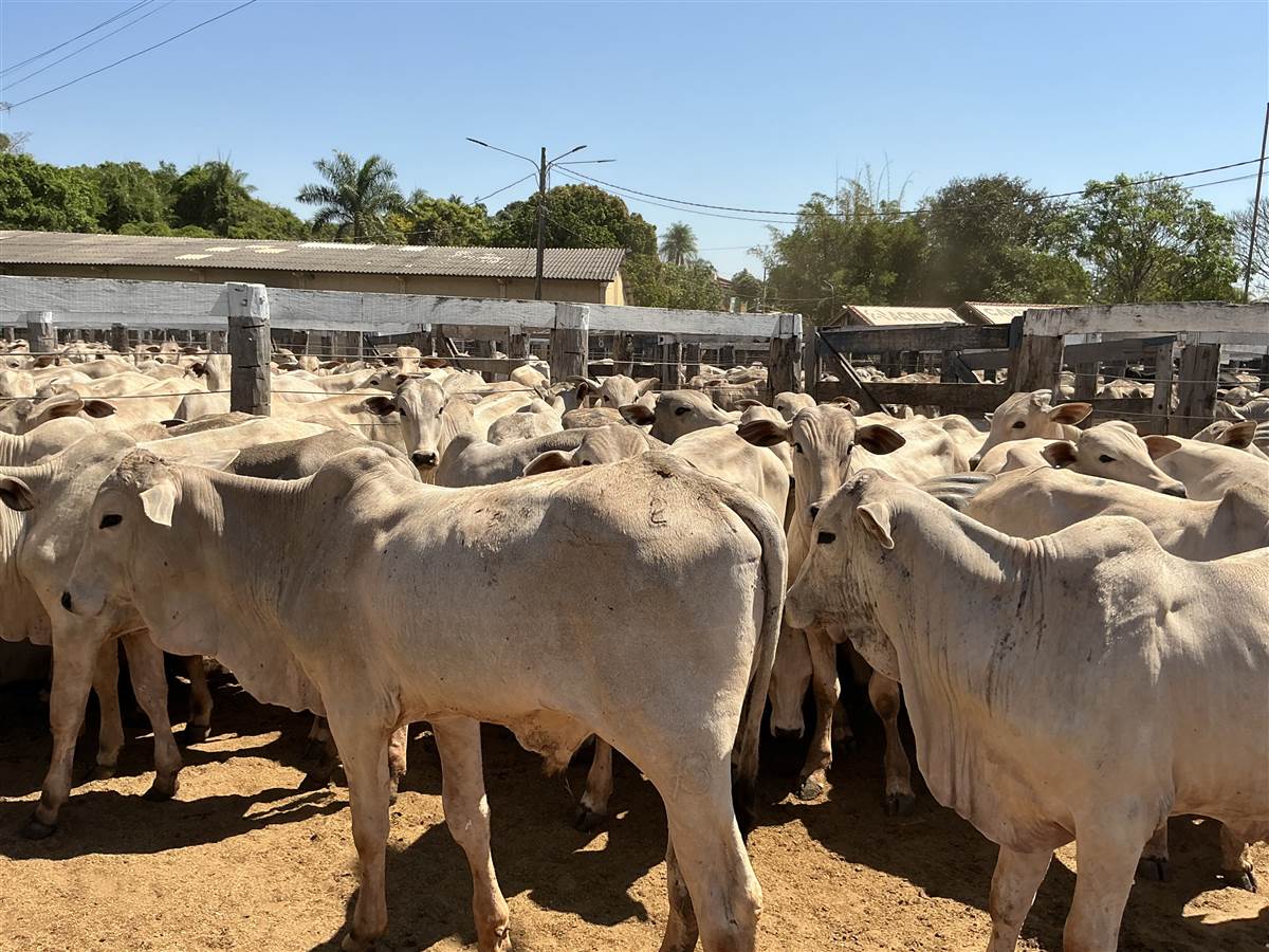 Clique para ver - Foto 0