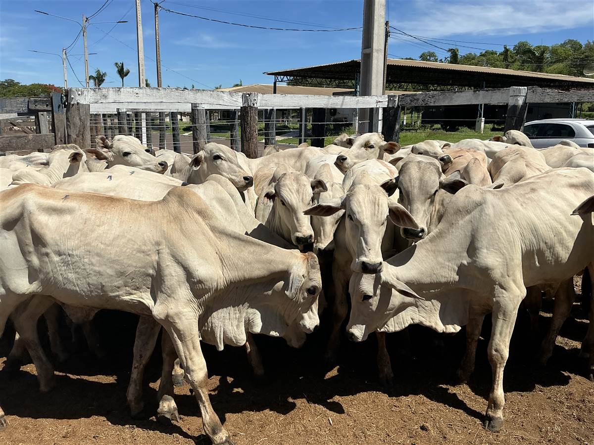 Clique para ver - Foto 0