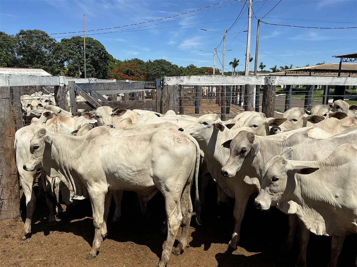 Clique para ver - Foto 1