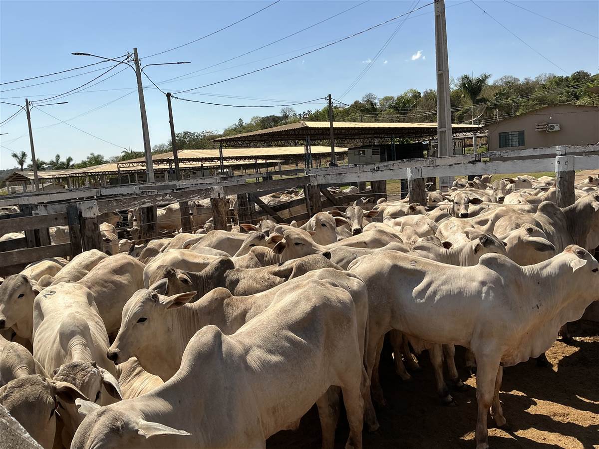 Clique para ver - Foto 0