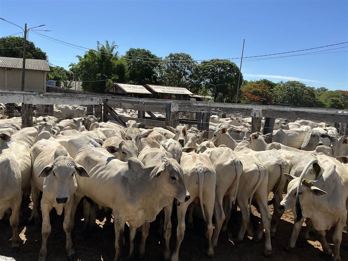 Clique para ver - Foto 0