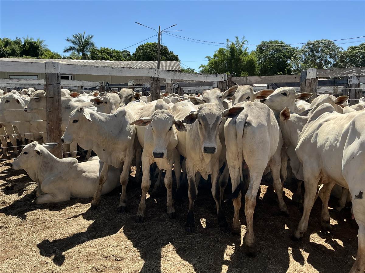 Clique para ver - Foto 1