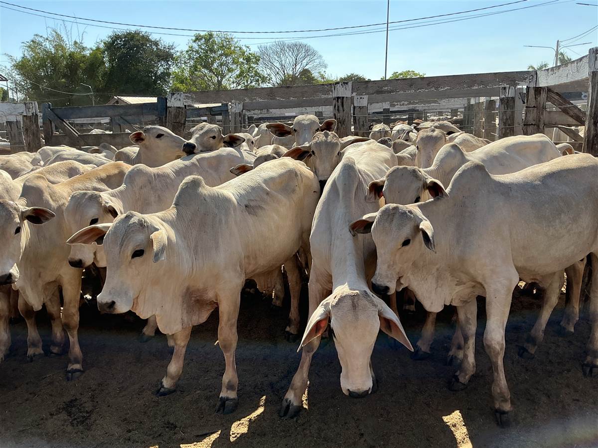 Clique para ver - Foto 1