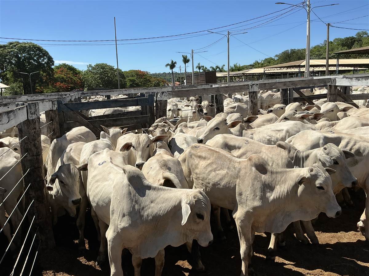 Clique para ver - Foto 0