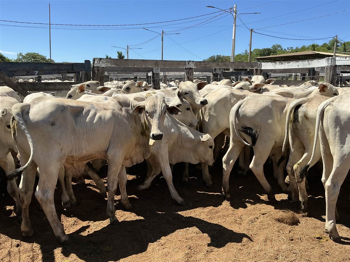 Clique para ver - Foto 1