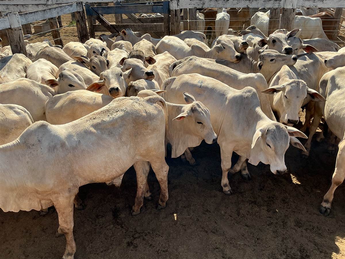 Clique para ver - Foto 0