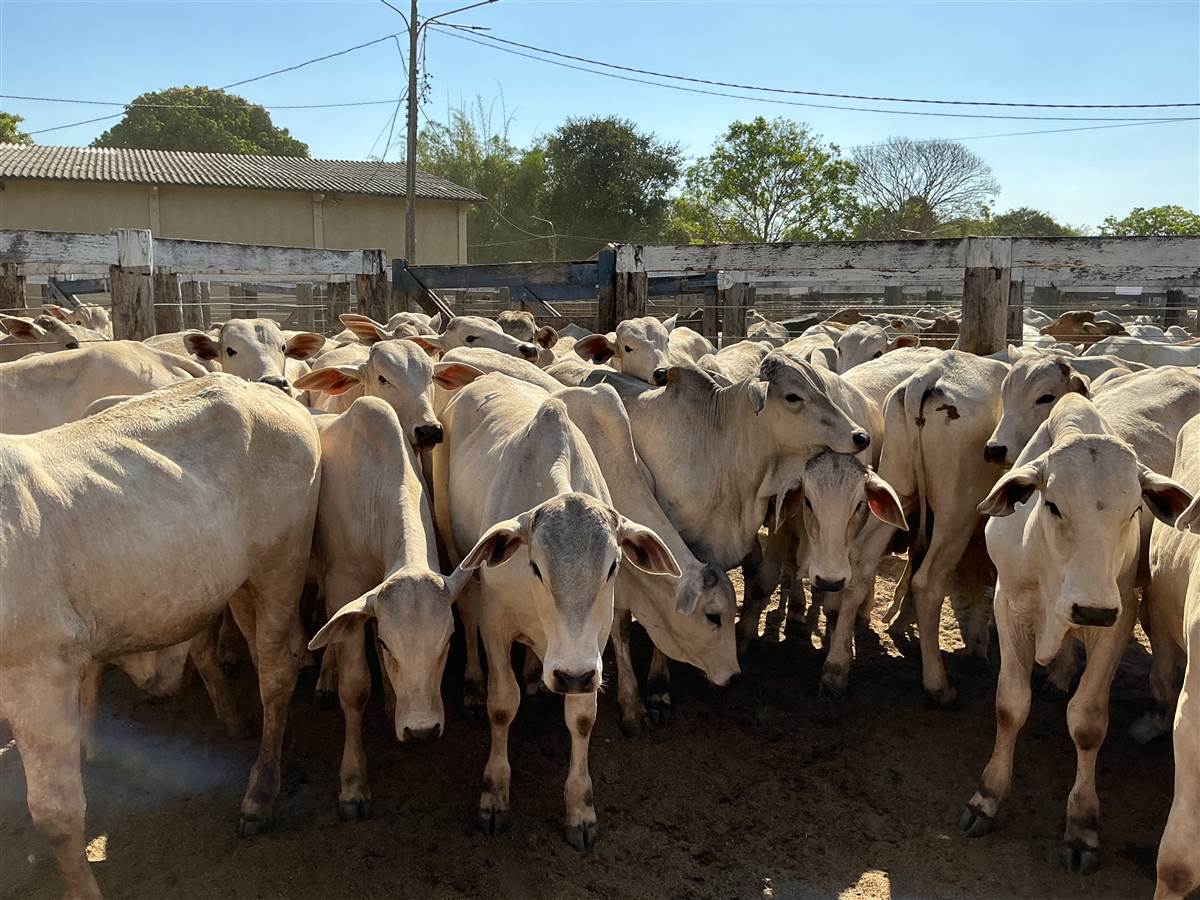 Clique para ver - Foto 1