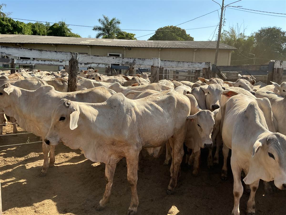 Clique para ver - Foto 2