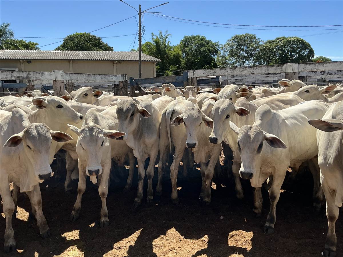 Clique para ver - Foto 0