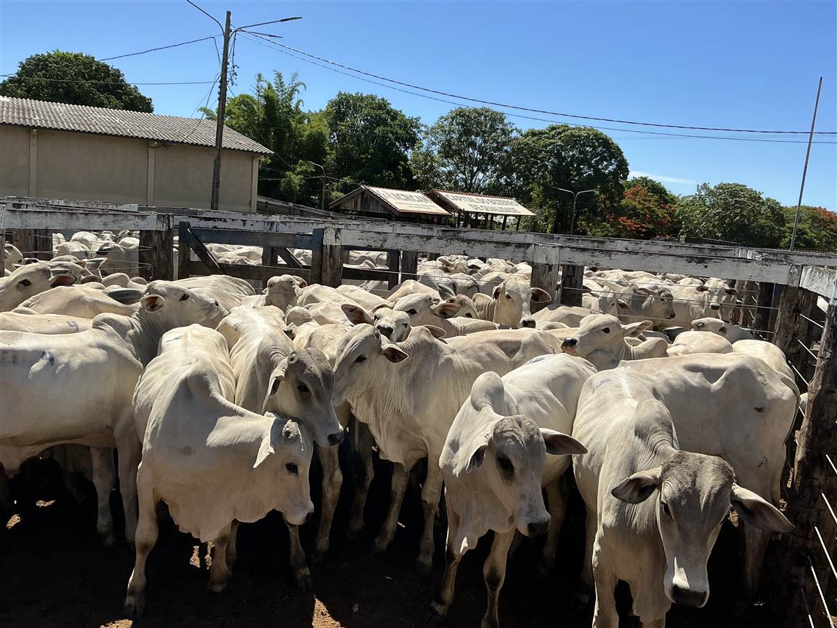 Clique para ver - Foto 1