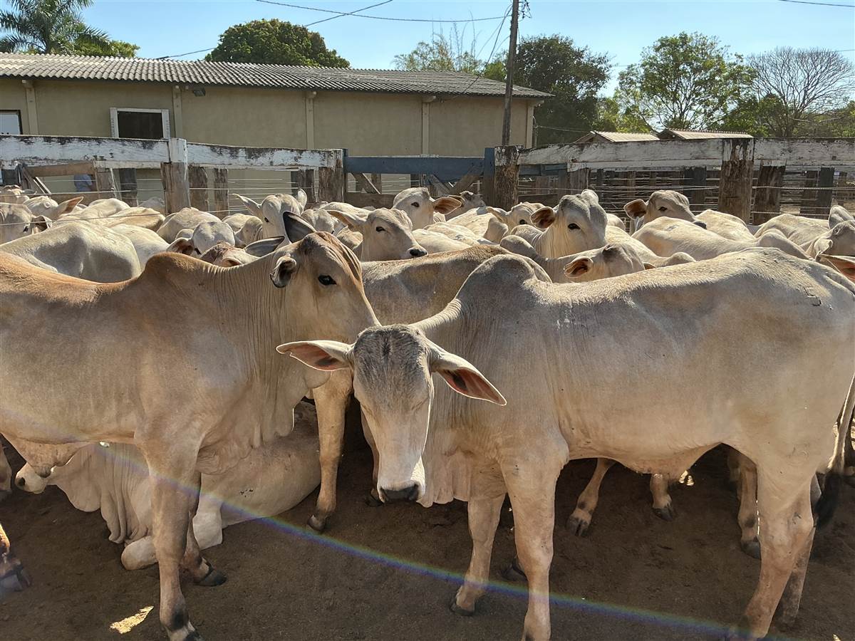 Clique para ver - Foto 0