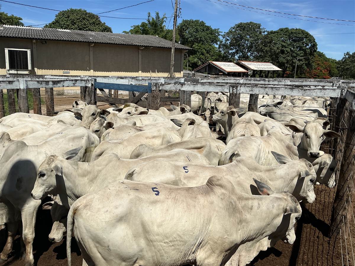 Clique para ver - Foto 0