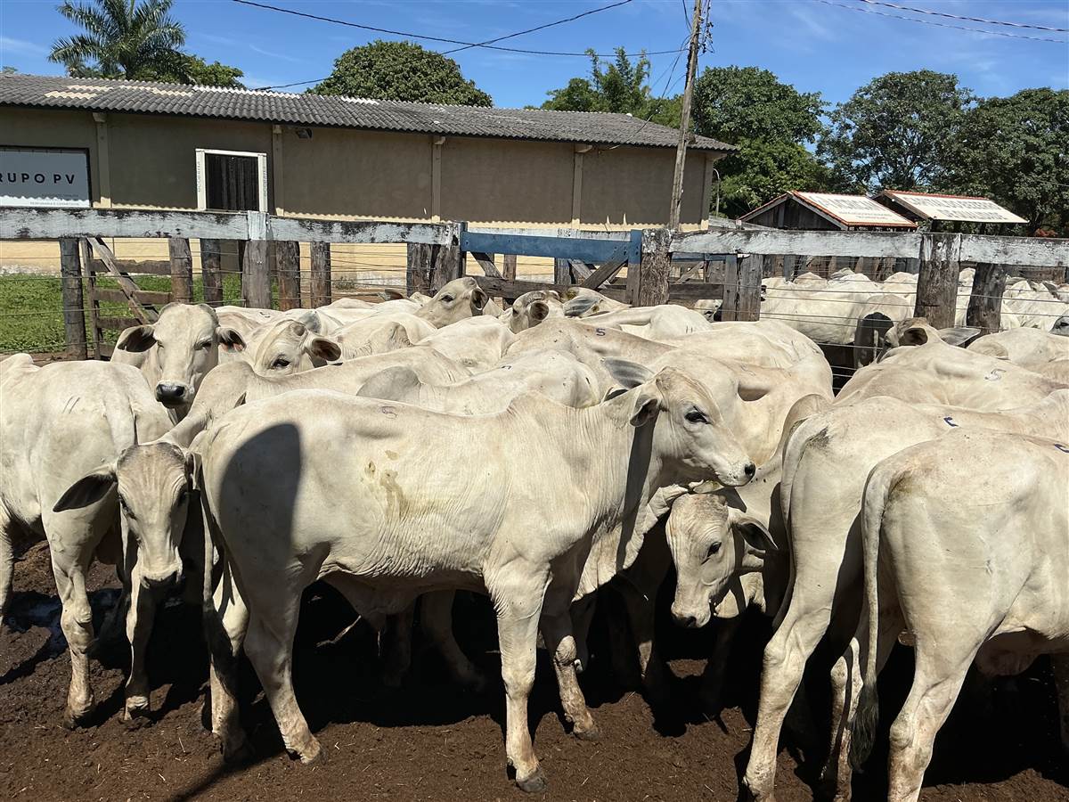 Clique para ver - Foto 1