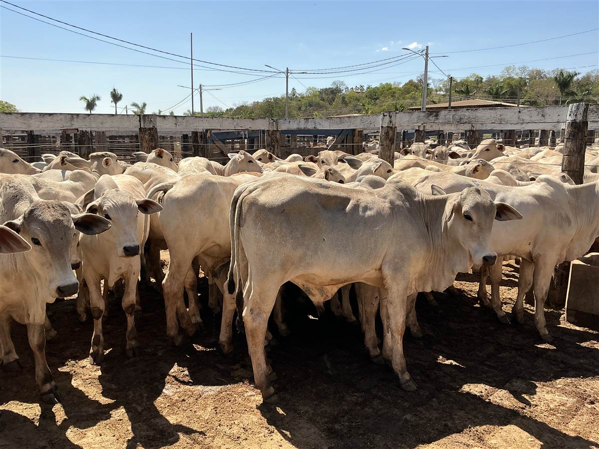 Clique para ver - Foto 0