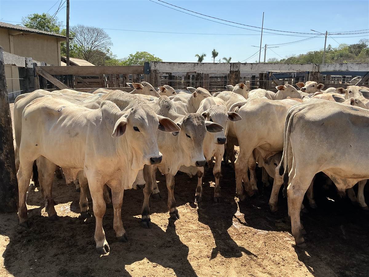 Clique para ver - Foto 1