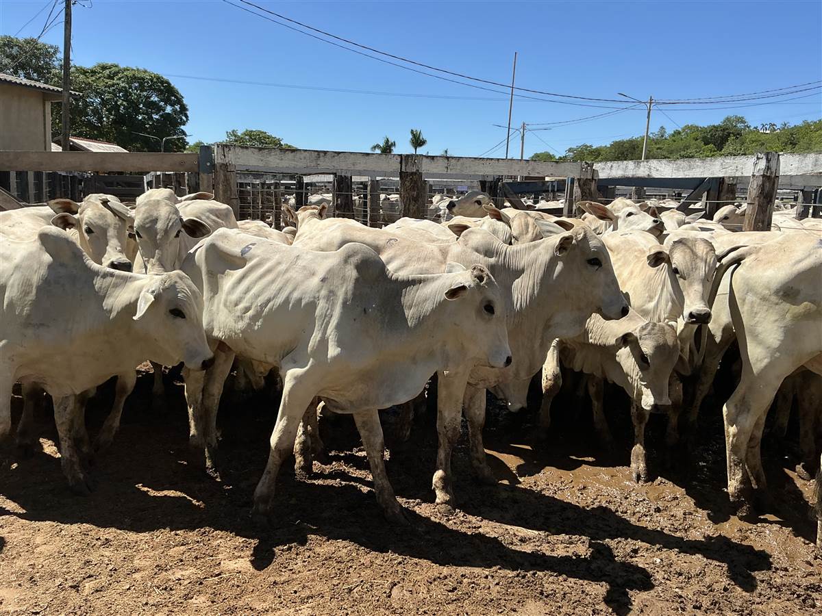 Clique para ver - Foto 0