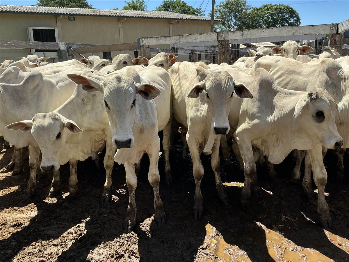 Clique para ver - Foto 1