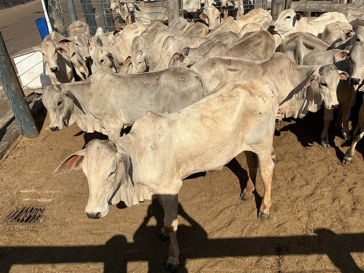 Clique para ver - Foto 0