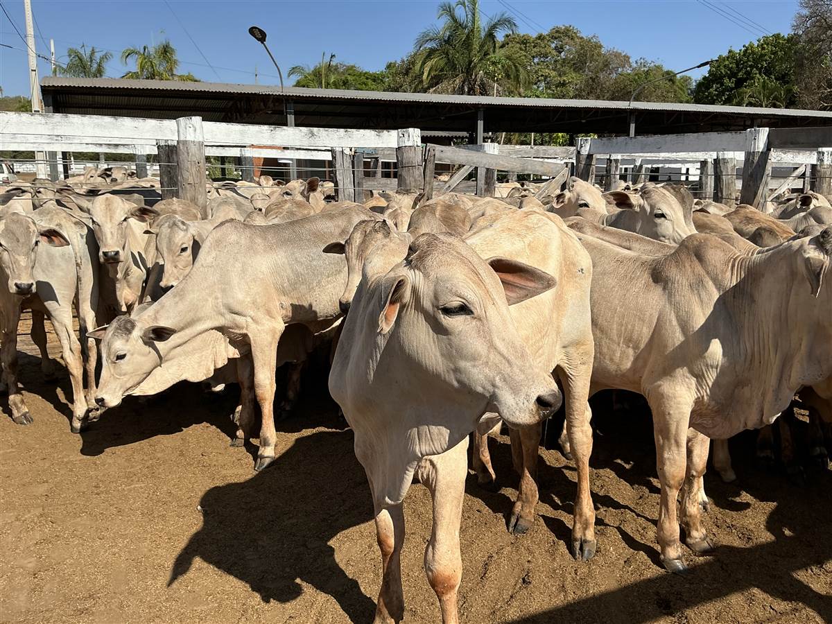 Clique para ver - Foto 1