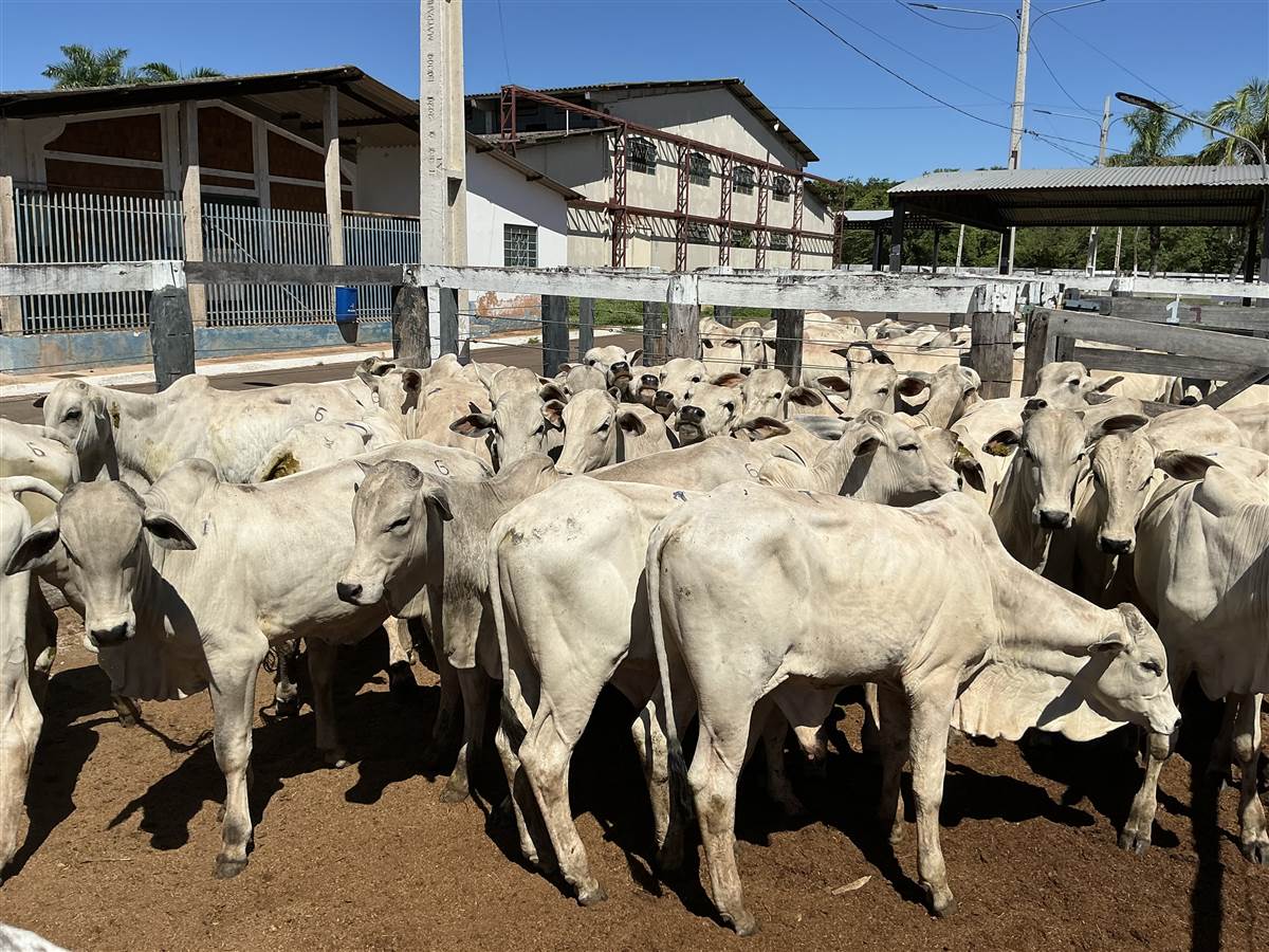 Clique para ver - Foto 0