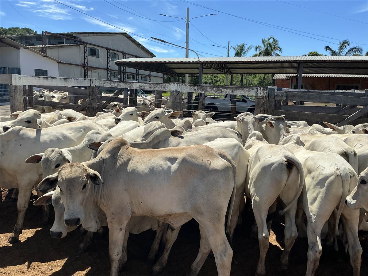 Clique para ver - Foto 0