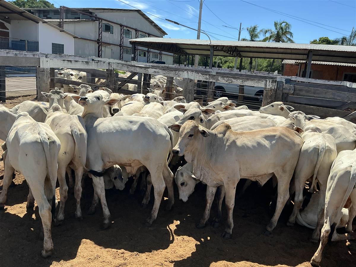 Clique para ver - Foto 1