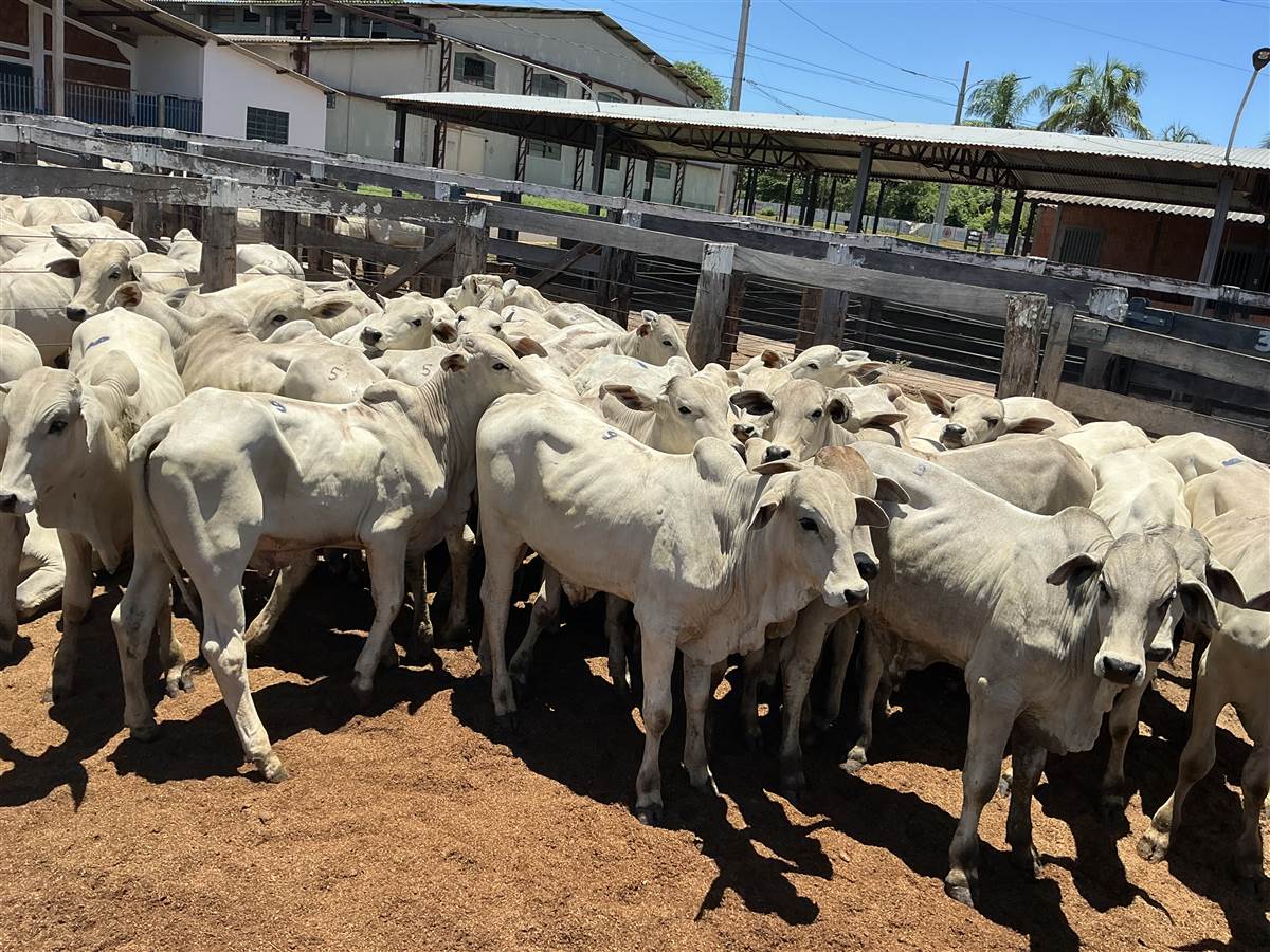 Clique para ver - Foto 0