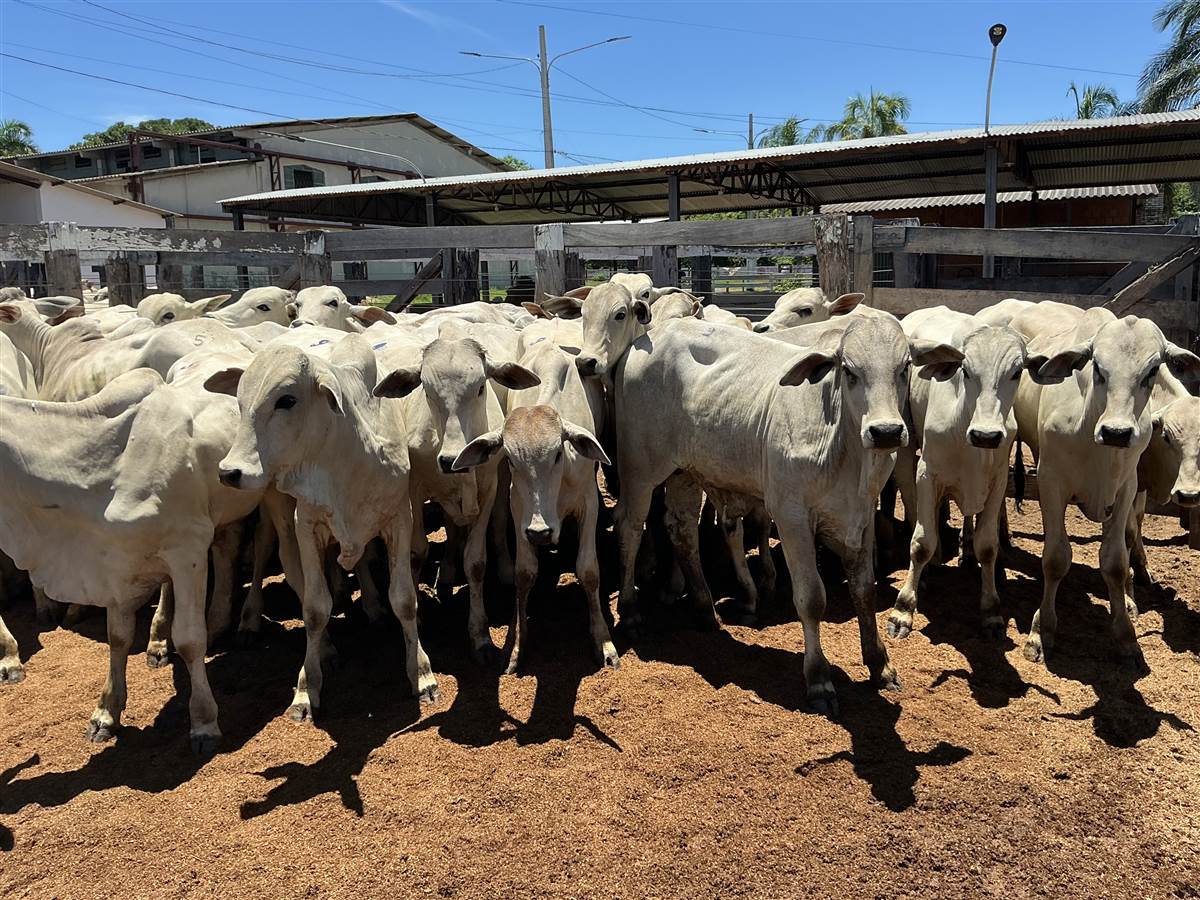 Clique para ver - Foto 1