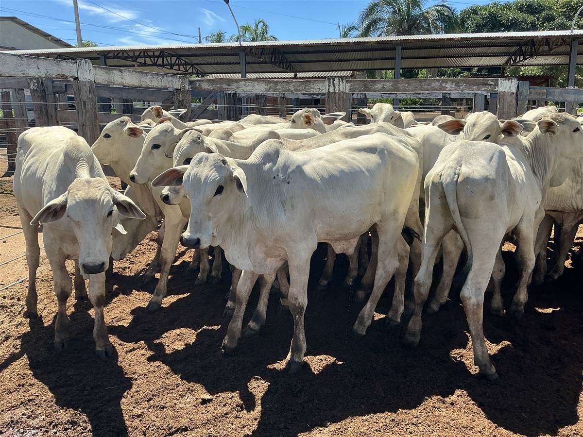 Clique para ver - Foto 0