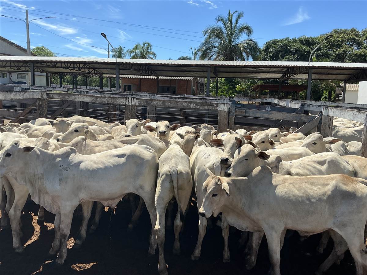 Clique para ver - Foto 1