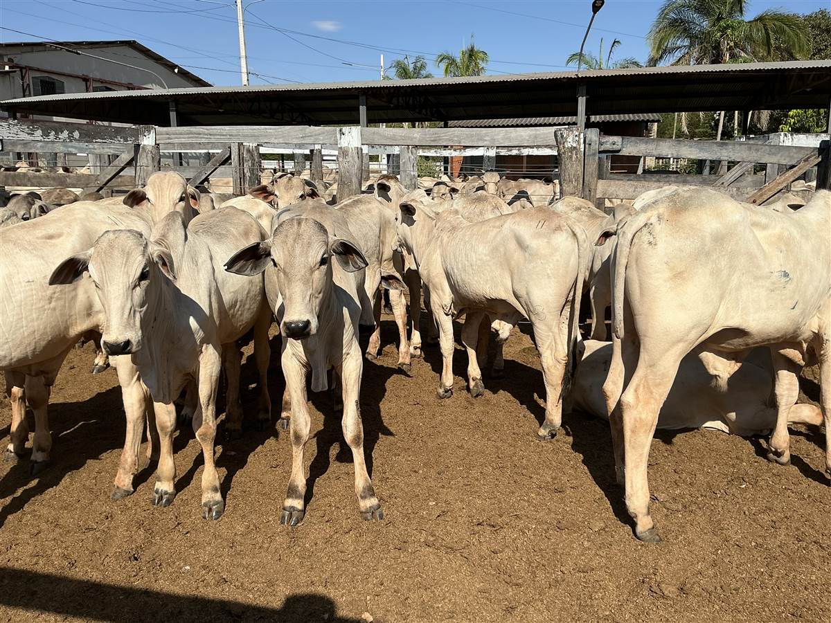 Clique para ver - Foto 0