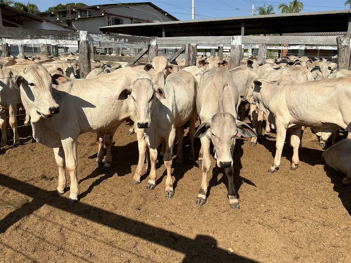 Clique para ver - Foto 1