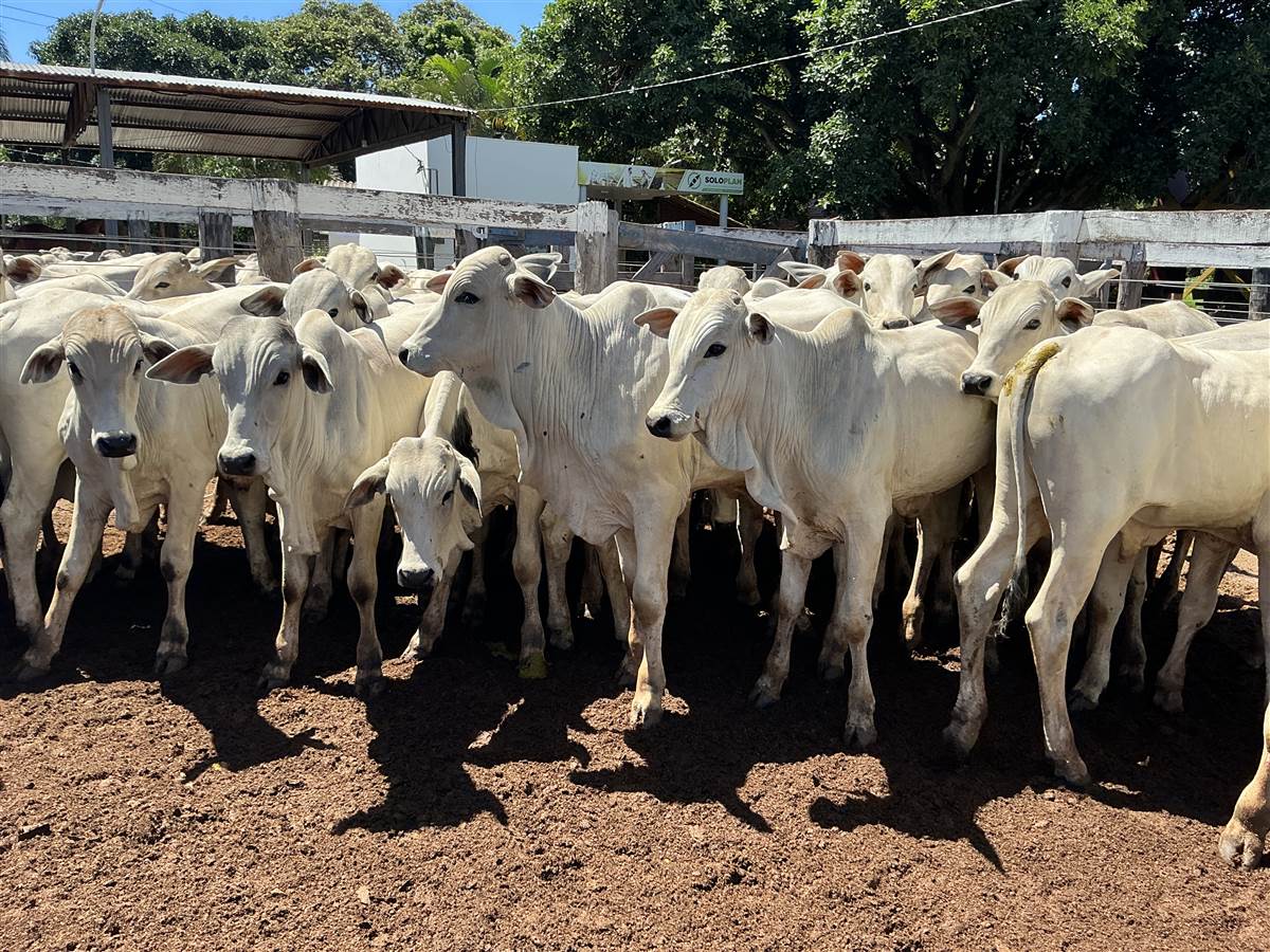 Clique para ver - Foto 0