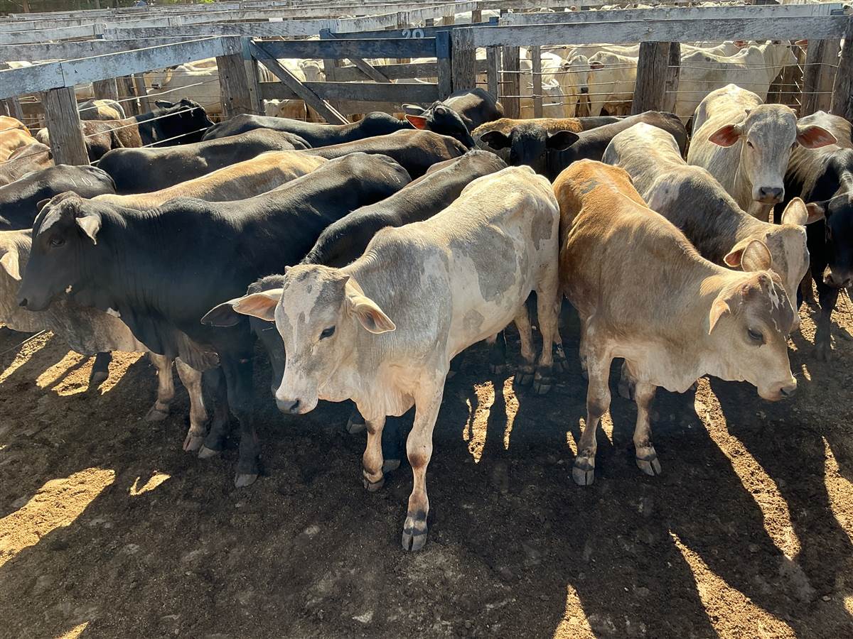 Clique para ver - Foto 0