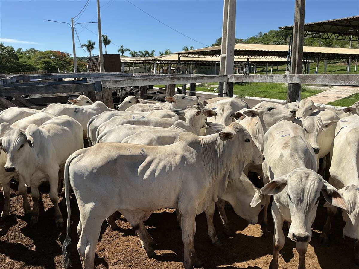 Clique para ver - Foto 0