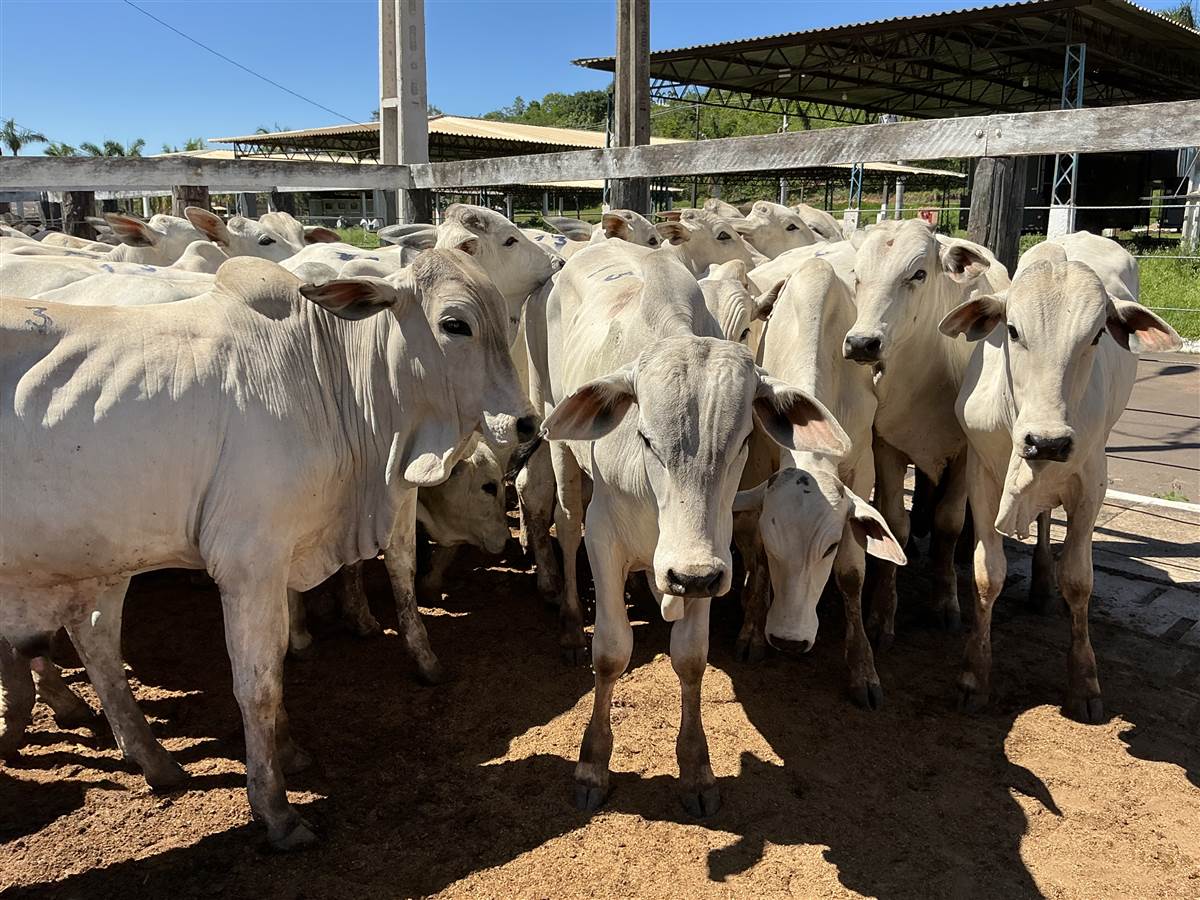 Clique para ver - Foto 1