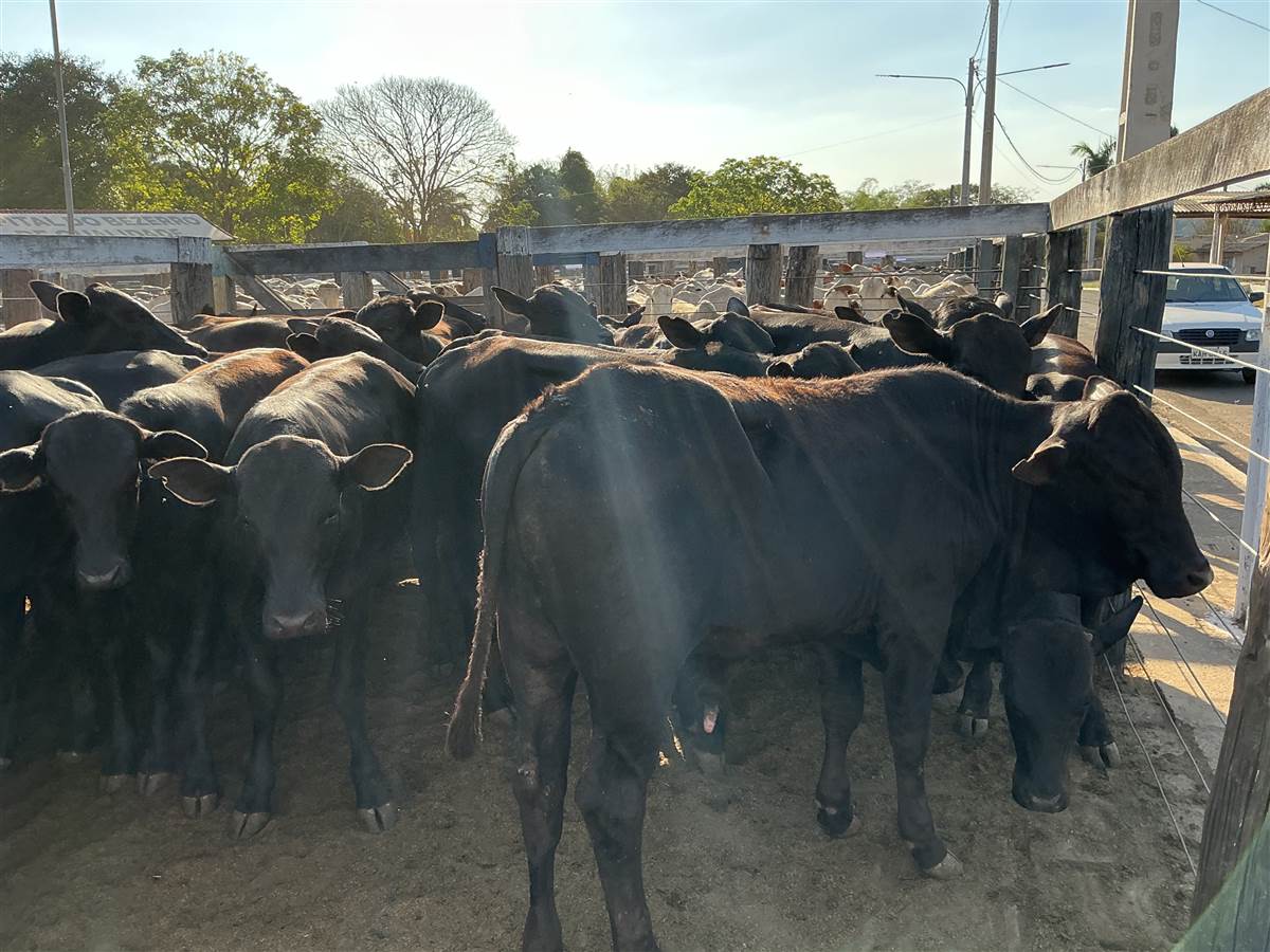 Clique para ver - Foto 0