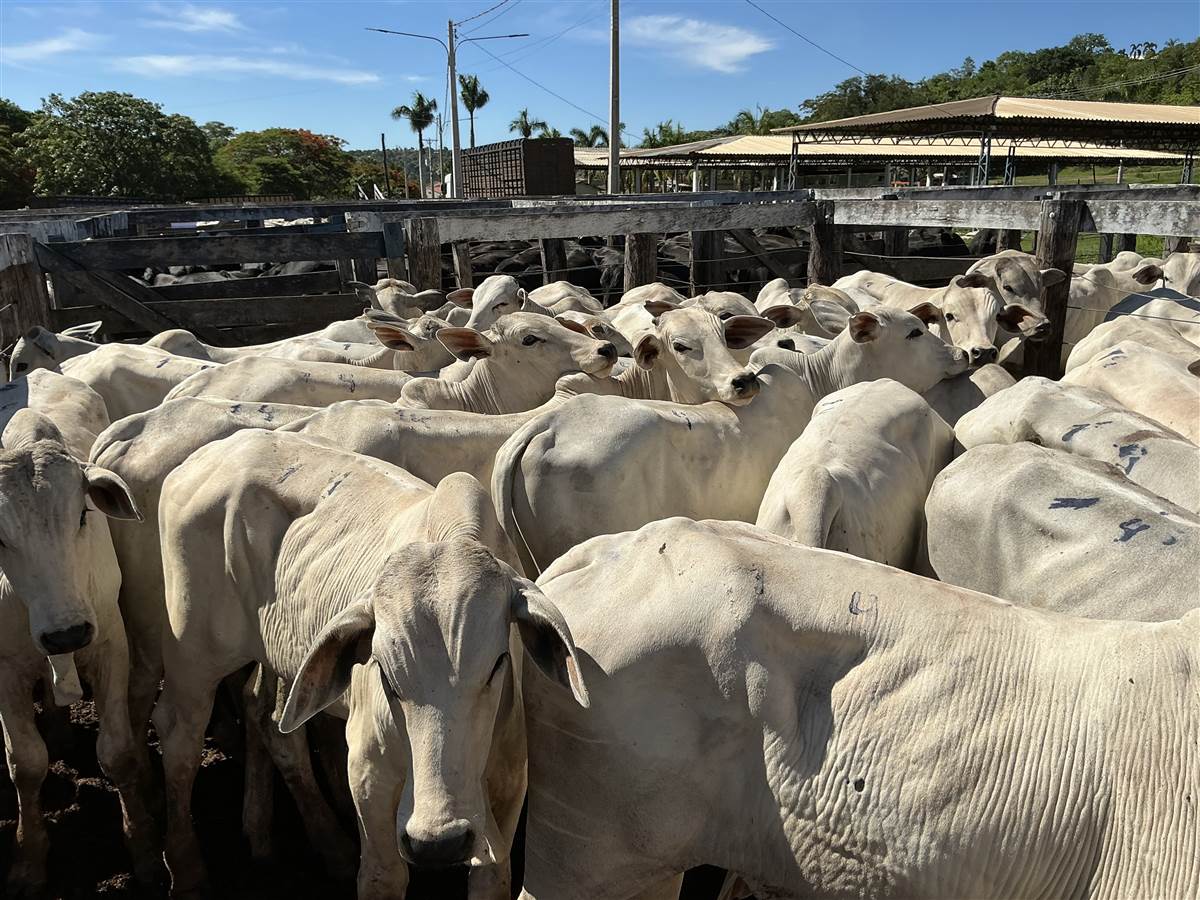 Clique para ver - Foto 0