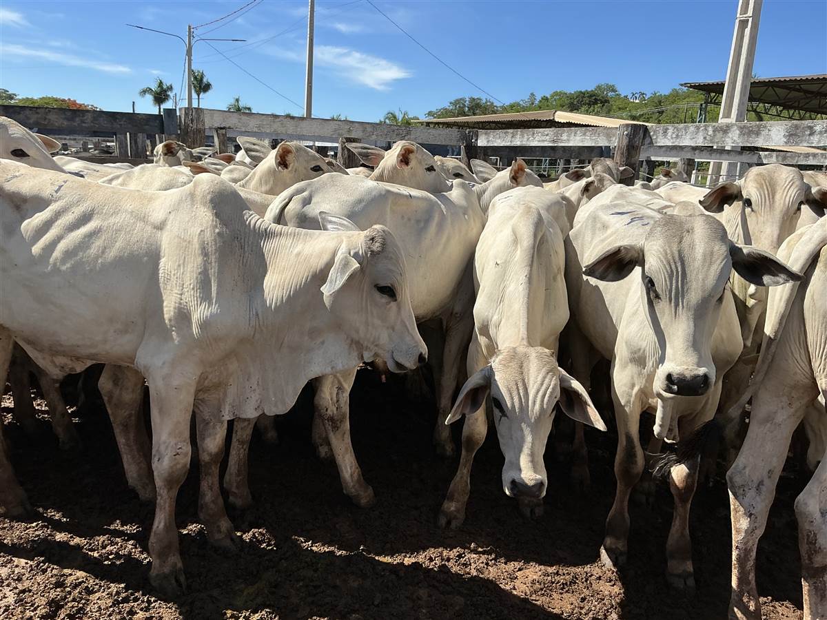 Clique para ver - Foto 1