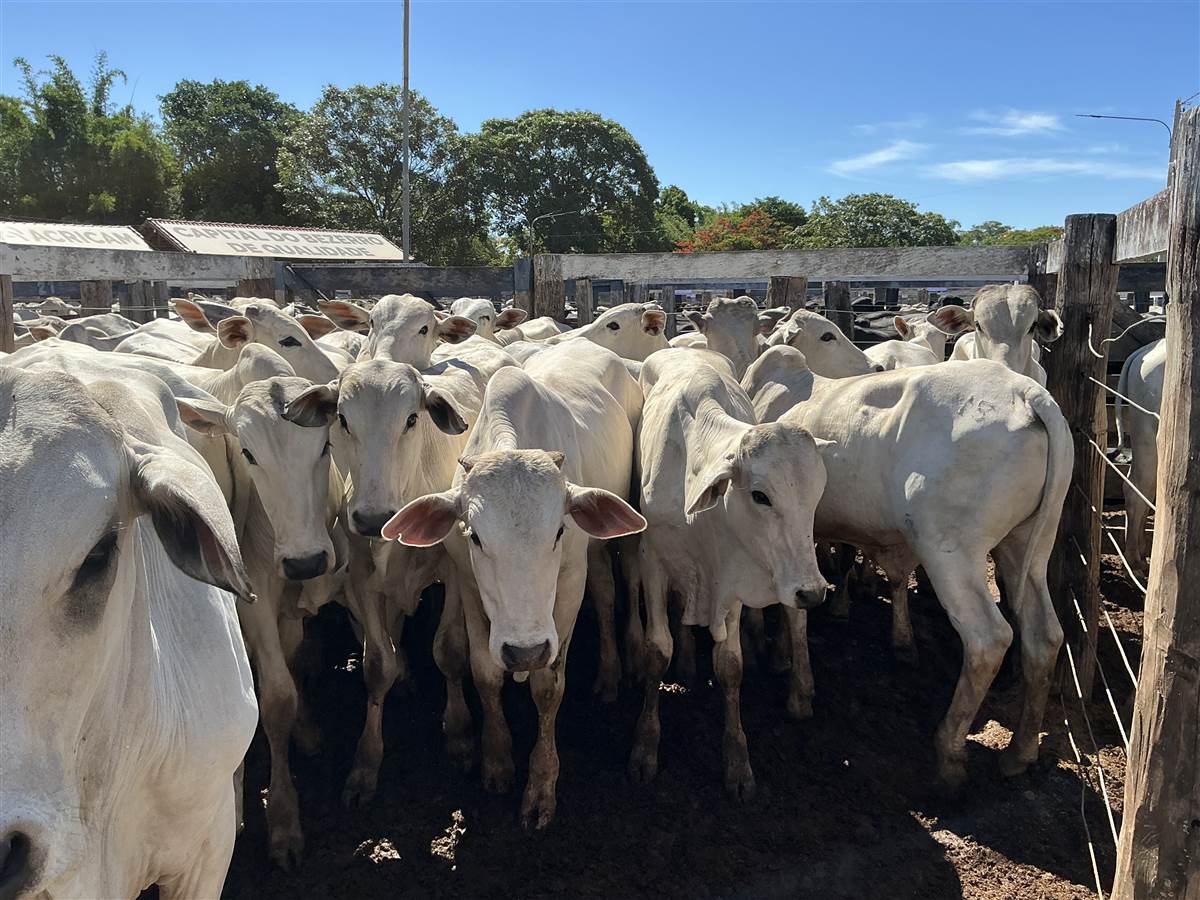 Clique para ver - Foto 2