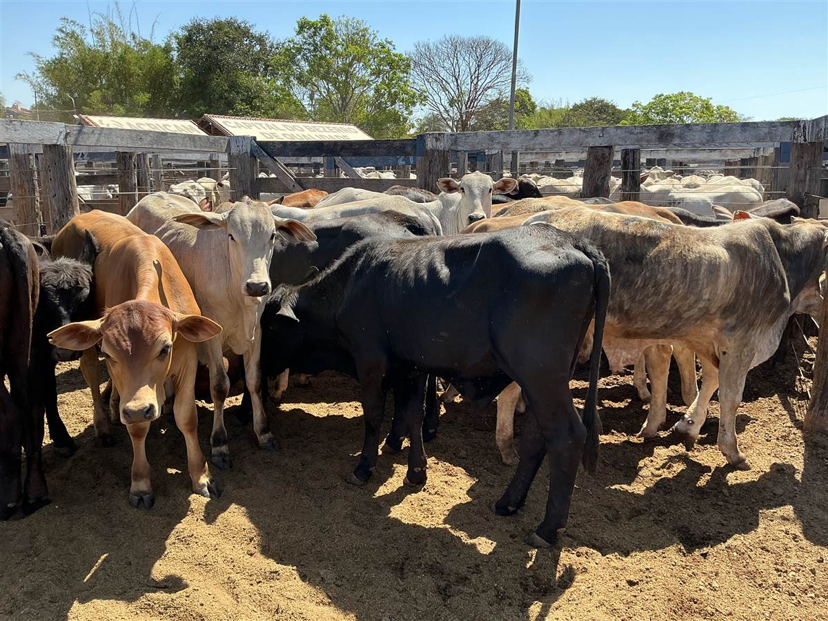 Clique para ver - Foto 0