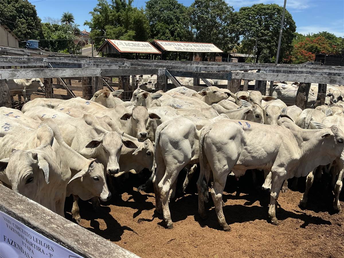 Clique para ver - Foto 0