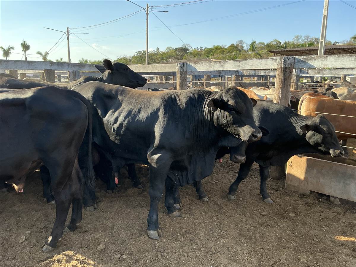 Clique para ver - Foto 0