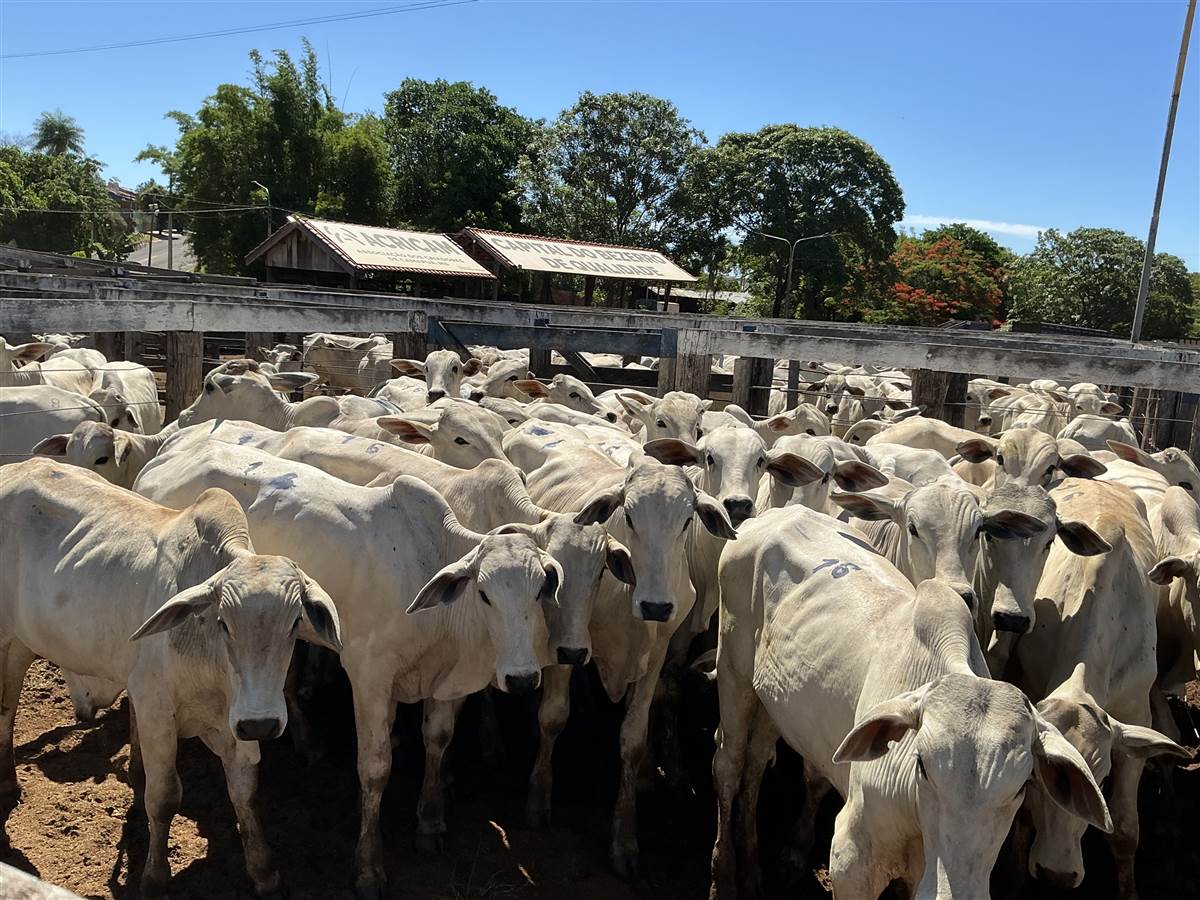 Clique para ver - Foto 0