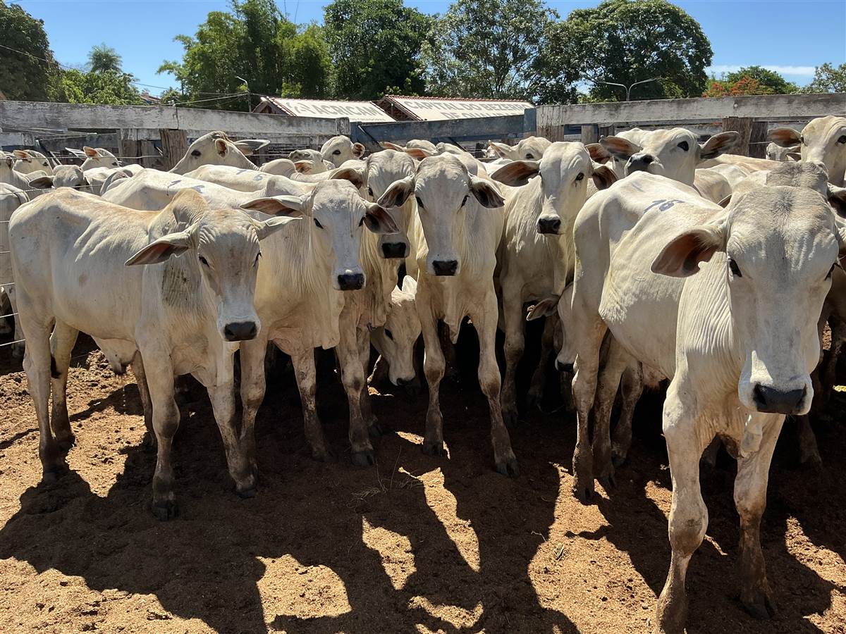 Clique para ver - Foto 1