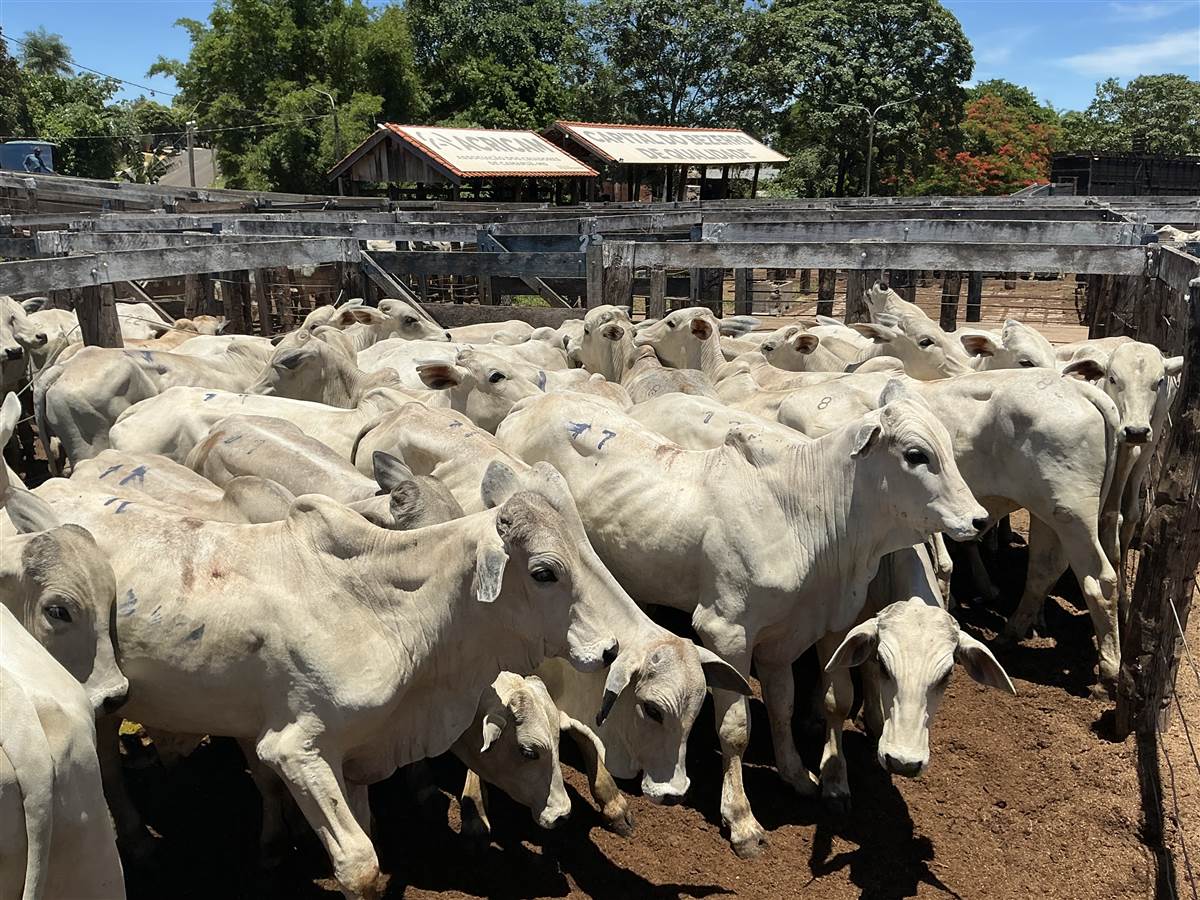 Clique para ver - Foto 0