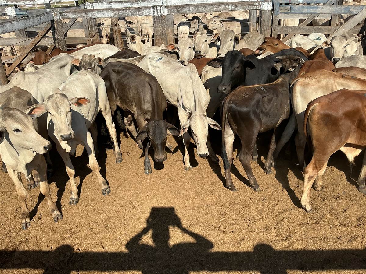 Clique para ver - Foto 0