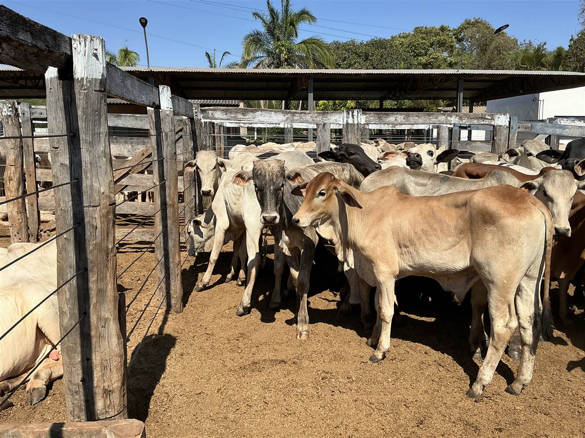 Clique para ver - Foto 1