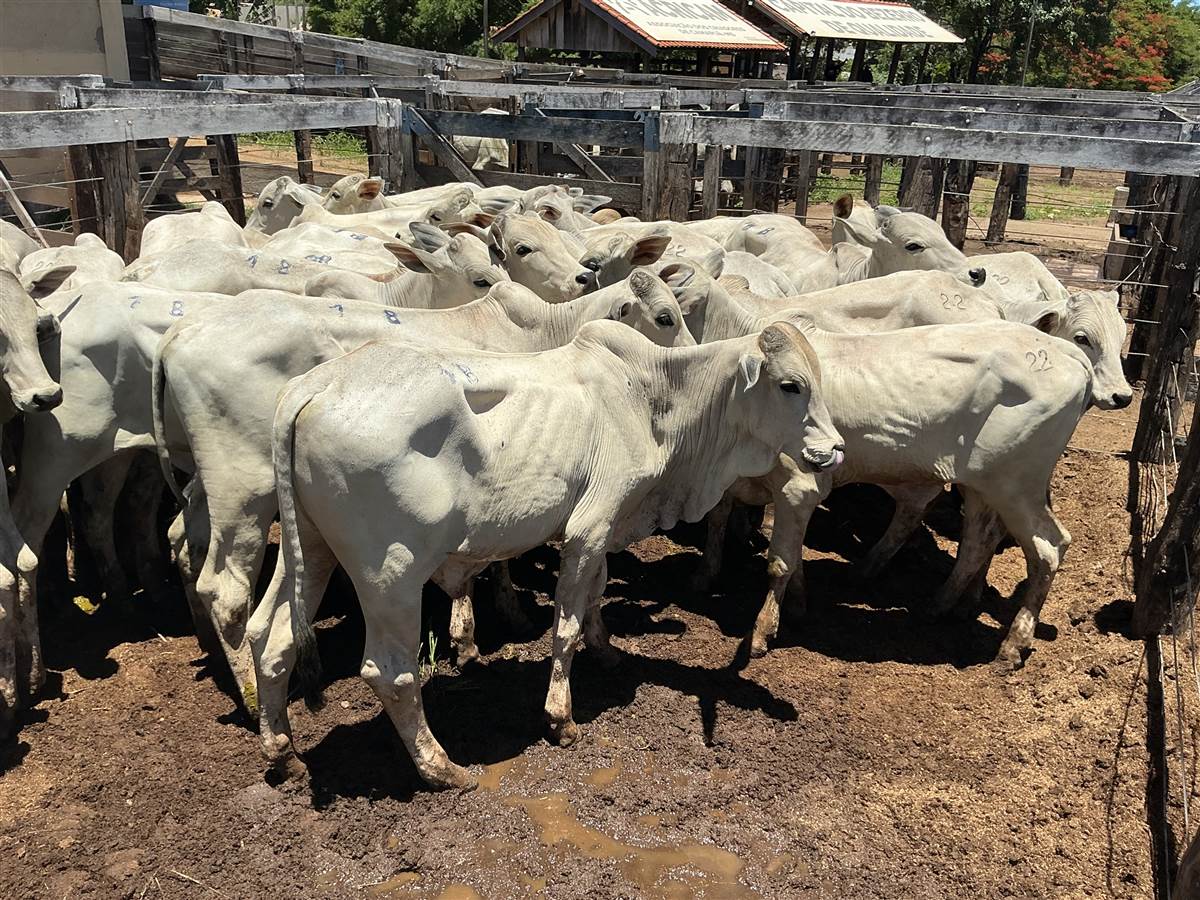 Clique para ver - Foto 0