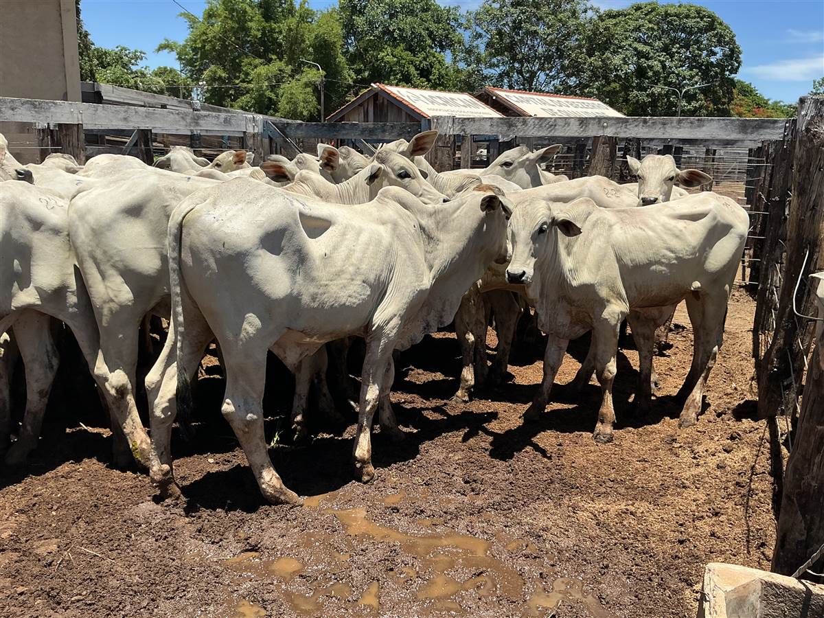 Clique para ver - Foto 1